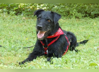 Feliciti - sensible, schlaue junge Hündin - Tierhilfe Franken e.V.