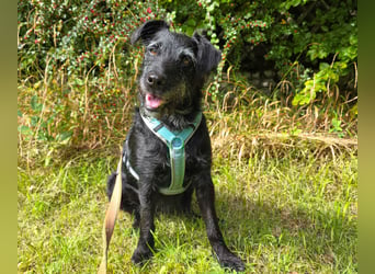 Feliciti - sensible, schlaue junge Hündin - Tierhilfe Franken e.V.