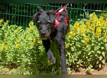 Feliciti - sensible, schlaue junge Hündin - Tierhilfe Franken e.V.