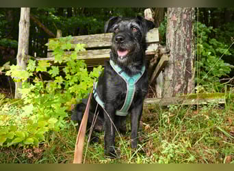 Feliciti - sensible, schlaue junge Hündin - Tierhilfe Franken e.V.