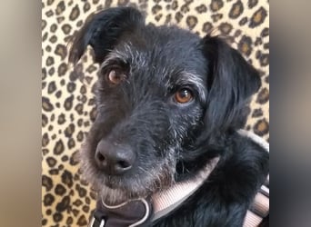 Feliciti - sensible, schlaue junge Hündin - Tierhilfe Franken e.V.