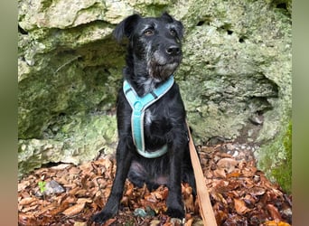 Feliciti - sensible, schlaue junge Hündin - Tierhilfe Franken e.V.