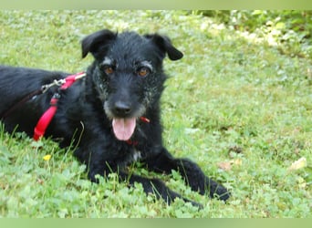 Feliciti - sensible, schlaue junge Hündin - Tierhilfe Franken e.V.