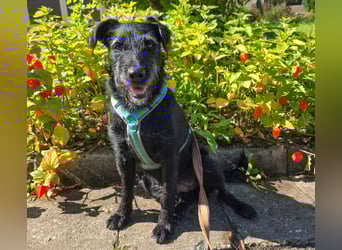 Feliciti - sensible, schlaue junge Hündin - Tierhilfe Franken e.V.