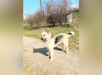 „Riva“, Hündin, noch zurückhaltend aber sehr lieb, ca.2017 geboren