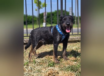 Roby, junger Schnauzermischling sucht sein Glück Roby, junger Schnauzermischling sucht sein Glück