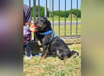 Roby, junger Schnauzermischling sucht sein Glück Roby, junger Schnauzermischling sucht sein Glück