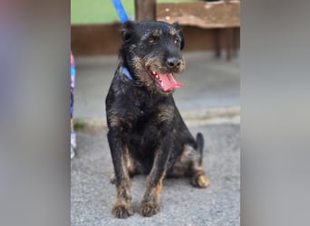 Roby, junger Schnauzermischling sucht sein Glück Roby, junger Schnauzermischling sucht sein Glück