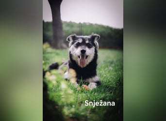 Snježana, Freude pur