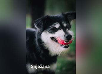 Snježana, Freude pur