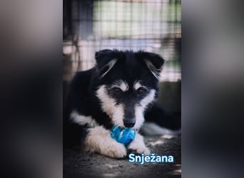 Snježana, Freude pur