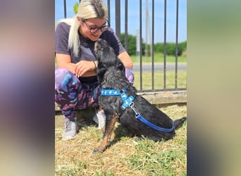 Roby, junger Schnauzermischling sucht sein Glück Roby, junger Schnauzermischling sucht sein Glück