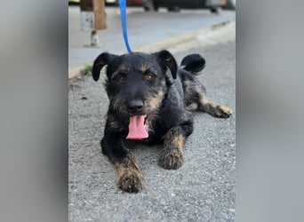 Roby, junger Schnauzermischling sucht sein Glück Roby, junger Schnauzermischling sucht sein Glück