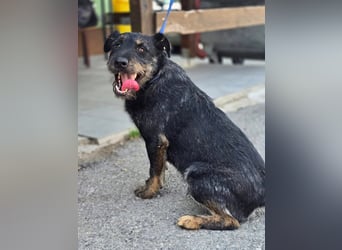 Roby, junger Schnauzermischling sucht sein Glück Roby, junger Schnauzermischling sucht sein Glück