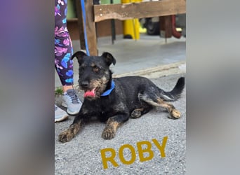 Roby, junger Schnauzermischling sucht sein Glück Roby, junger Schnauzermischling sucht sein Glück