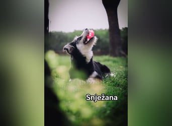 Snježana, Freude pur