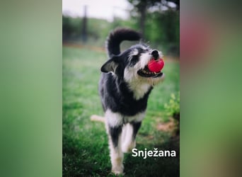 Snježana, Freude pur