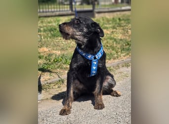 Roby, junger Schnauzermischling sucht sein Glück Roby, junger Schnauzermischling sucht sein Glück