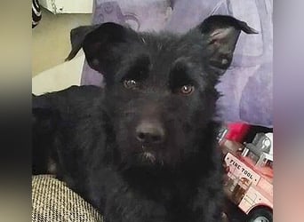 superlieber Schmusebär MIKO - 1,5 Jahre, 42cm/14kg