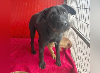 ❤️❤️❤️ süße Schnauzerine KIRA - 1 Jahr, 42cm/14kg