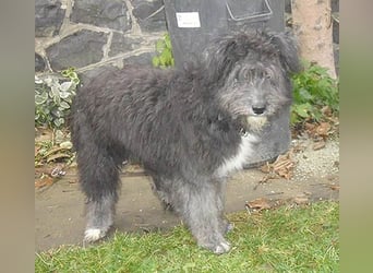 ❤️❤️❤️ kuschelige AMANI - 7 Monate, 45cm/später 48/50cm - Schnauzer-Pumi