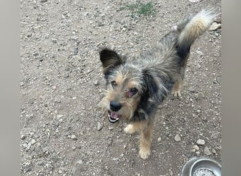 BERCI sucht ein großes Herz - 12,5 Jahre, 42cm/12kg - Schnauzer-Foxi-Mix