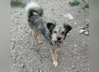 BERCI sucht ein großes Herz - 12,5 Jahre, 42cm/12kg - Schnauzer-Foxi-Mix