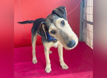 superlieber Lausbub BERRY - 7 Monate, 42cm/12kg - Schnauzer-Foxi-Mix