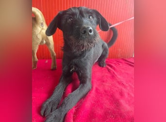 ❤️❤️❤️ süße Schnauzerine KIRA - 1 Jahr, 42cm/14kg