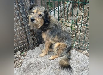 BERCI sucht ein großes Herz - 12,5 Jahre, 42cm/12kg - Schnauzer-Foxi-Mix