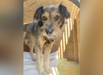 BERCI sucht ein großes Herz - 12,5 Jahre, 42cm/12kg - Schnauzer-Foxi-Mix