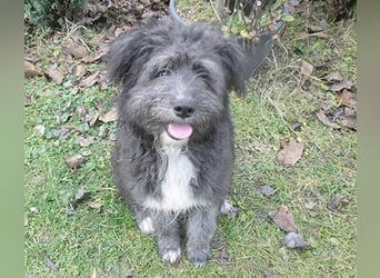 ❤️❤️❤️ kuschelige AMANI - 7 Monate, 45cm/später 48/50cm - Schnauzer-Pumi