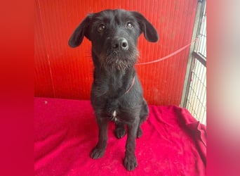 ❤️❤️❤️ süße Schnauzerine KIRA - 1 Jahr, 42cm/14kg