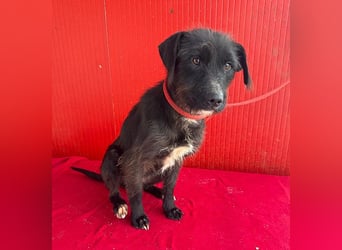 ❤️❤️❤️ zarte Hundeseele DARKA - 1,5 Jahre, 43cm - Schnauzer-Mix