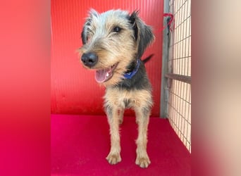 liebenswerter Lausbub BODI - 7 Monate, 42cm/12kg - Schnauzer/Foxi