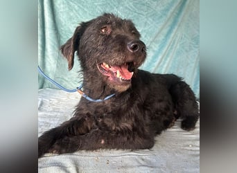 (R) ❤️ superliebe Familienhündin PEGGY - 8 Jahre, 45cm/14kg - Schnauzer-Mix
