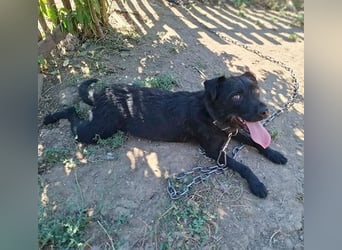 fröhliche KIRA - 2 Jahre, 40cm - Schnauzer-Mix