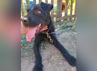 fröhliche KIRA - 2 Jahre, 40cm - Schnauzer-Mix