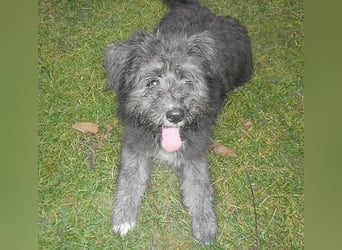 ❤️❤️❤️ kuschelige AMANI - 7 Monate, 45cm/später 48/50cm - Schnauzer-Pumi