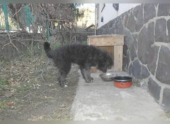 ❤️❤️❤️ kuschelige AMANI - 7 Monate, 45cm/später 48/50cm - Schnauzer-Pumi