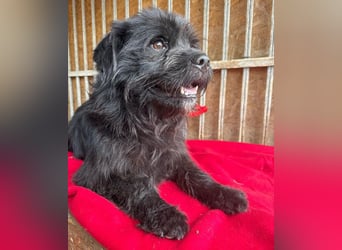 pfiffiger Schnauzi-Bub LUI - 5 Jahre, 43cm