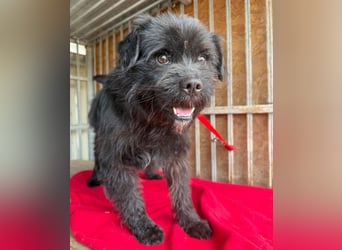 pfiffiger Schnauzi-Bub LUI - 5 Jahre, 43cm
