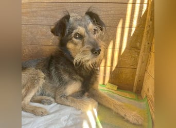 BERCI sucht ein großes Herz - 12,5 Jahre, 42cm/12kg - Schnauzer-Foxi-Mix