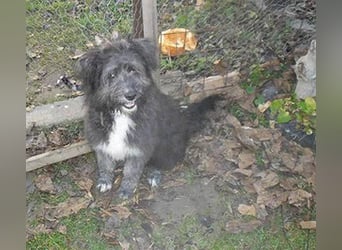 ❤️❤️❤️ kuschelige AMANI - 7 Monate, 45cm/später 48/50cm - Schnauzer-Pumi