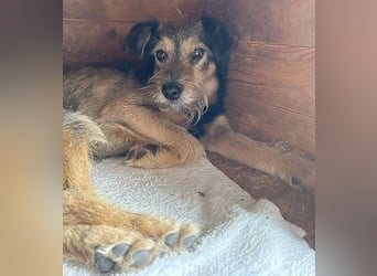 BERCI sucht ein großes Herz - 12,5 Jahre, 42cm/12kg - Schnauzer-Foxi-Mix