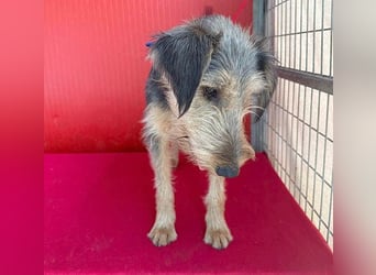 liebenswerter Lausbub BODI - 7 Monate, 42cm/12kg - Schnauzer/Foxi