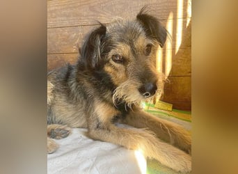 BERCI sucht ein großes Herz - 12,5 Jahre, 42cm/12kg - Schnauzer-Foxi-Mix