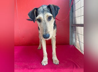 superlieber Lausbub BERRY - 7 Monate, 42cm/12kg - Schnauzer-Foxi-Mix