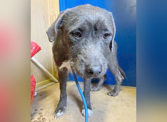 ❤️❤️❤️  liebebedürftige KEA - 6 Jahre, 46cm/17kg - Schnauzer-Mix