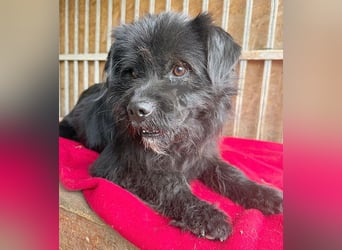 pfiffiger Schnauzi-Bub LUI - 5 Jahre, 43cm